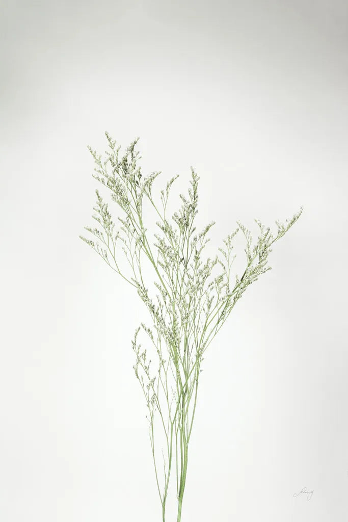 Simple Stems VII by Felicity Bradley. SKU 48475h. Archival Giclee Fine art print for wall decor.