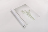 Simple Stems VII by Felicity Bradley. shown as a rolled paper print. Available as archival giclee rolled canvas, fine art paper, or poster print. SKU 48475h.