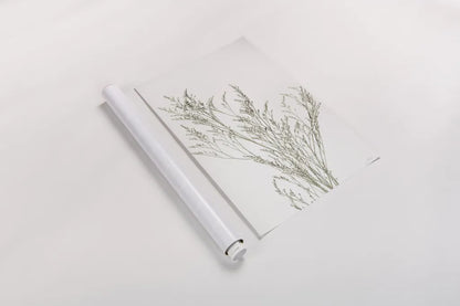 Simple Stems VII Light Crop by Felicity Bradley. shown as a rolled paper print. Available as archival giclee rolled canvas, fine art paper, or poster print. SKU 56821h.