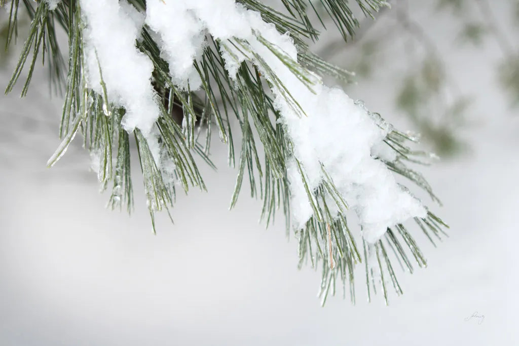 Snowy Bough by Felicity Bradley. SKU 60541i. Archival Giclee Fine art print for wall decor.