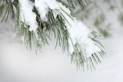 Snowy Bough by Felicity Bradley. SKU 60541i. Archival Giclee Fine art print for wall decor.