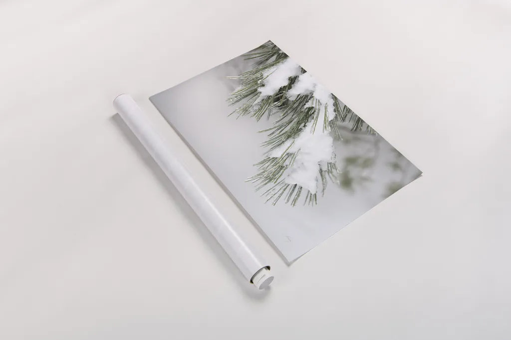 Snowy Bough by Felicity Bradley. shown as a rolled paper print. Available as archival giclee rolled canvas, fine art paper, or poster print. SKU 60541i.