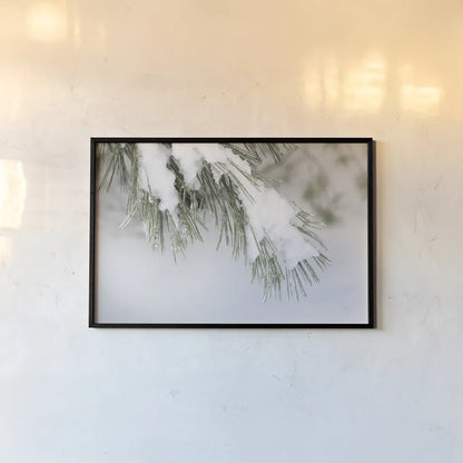 Snowy Bough by Felicity Bradley. shown as a paper print in a black flame. Available as a archival giclee rolled canvas, fine art paper, or poster print. SKU 60541i.