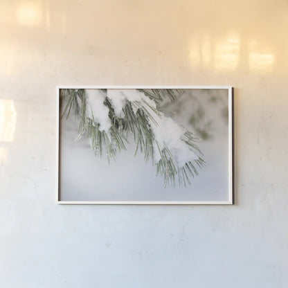 Snowy Bough by Felicity Bradley. shown as a paper print in a white frame. Available as a archival giclee rolled canvas, fine art paper, or poster print. SKU 60541i.