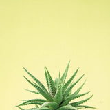 Succulent Simplicity I by Felicity Bradley. SKU 33834a. Archival Giclee Fine art print for wall decor.