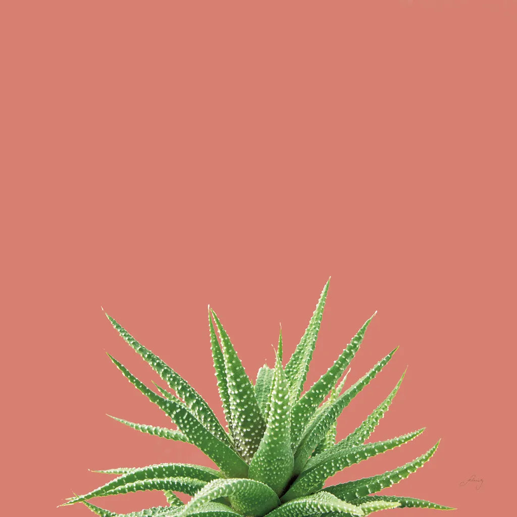Succulent Simplicity I Coral by Felicity Bradley. SKU 54222a. Archival Giclee Fine art print for wall decor.
