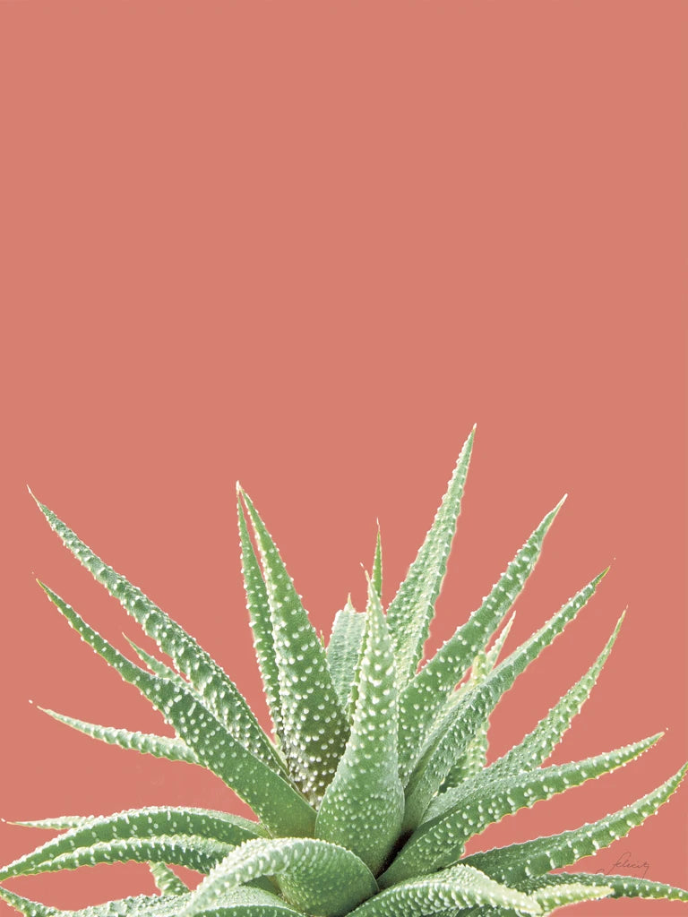 Succulent Simplicity I Coral Crop by Felicity Bradley