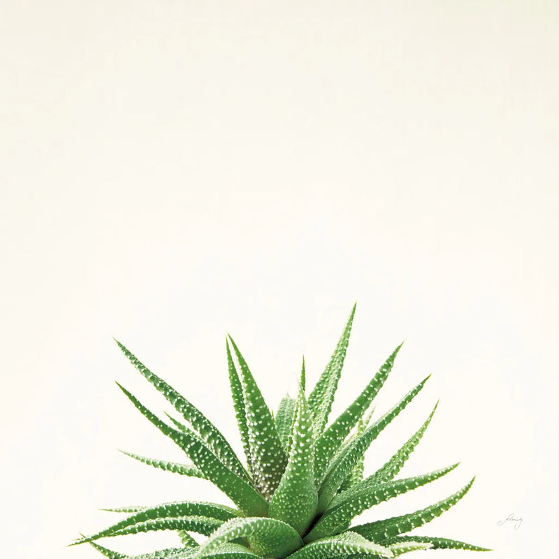 Succulent Simplicity I Neutral by Felicity Bradley. SKU 41648a. Archival Giclee Fine art print for wall decor.