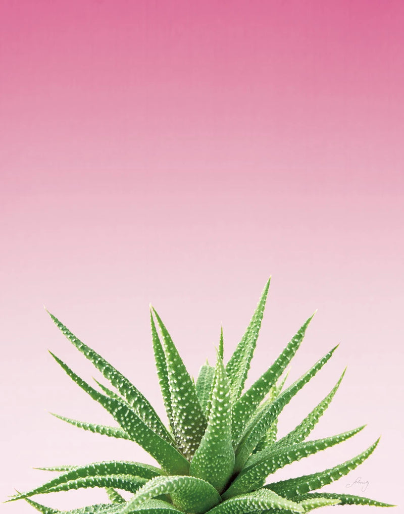 Succulent Simplicity I Pink Ombre Crop by Felicity Bradley