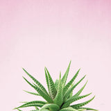 Succulent Simplicity I on Pink by Felicity Bradley. SKU 34348a. Archival Giclee Fine art print for wall decor.