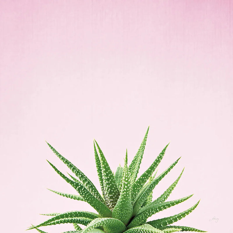 Succulent Simplicity I on Pink by Felicity Bradley. SKU 34348a. Archival Giclee Fine art print for wall decor.