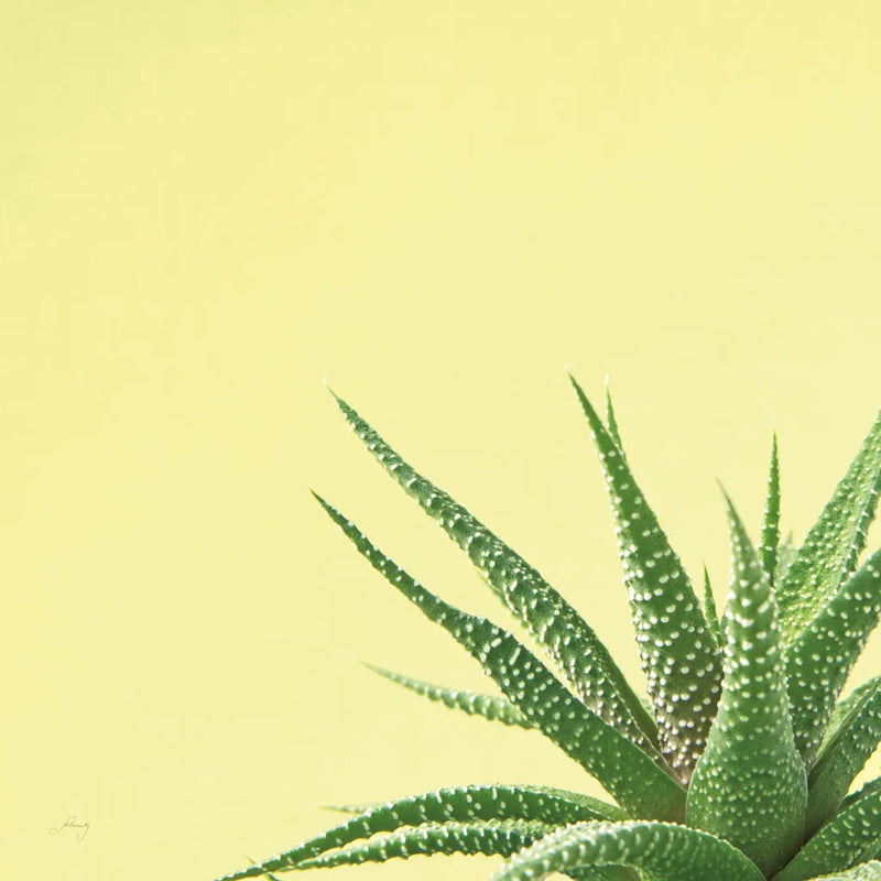 Succulent Simplicity II by Felicity Bradley. SKU 33835a. Archival Giclee Fine art print for wall decor.