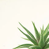 Succulent Simplicity II Neutral by Felicity Bradley. SKU 41649a. Archival Giclee Fine art print for wall decor.