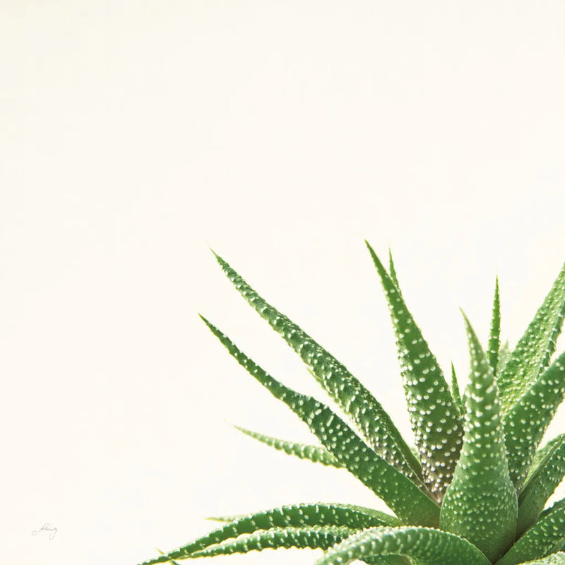 Succulent Simplicity II Neutral by Felicity Bradley. SKU 41649a. Archival Giclee Fine art print for wall decor.