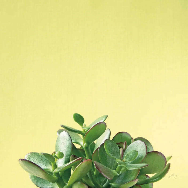 Succulent Simplicity III by Felicity Bradley. SKU 33836a. Archival Giclee Fine art print for wall decor.