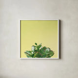 Succulent Simplicity III by Felicity Bradley. Shown in a crisp white glass frame for a clean and minimalist style. Available as an archival giclee rolled canvas, fine art paper, or poster print. SKU 33836a.