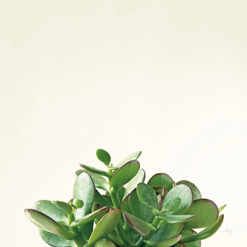 Succulent Simplicity III Neutral by Felicity Bradley. SKU 41650a. Archival Giclee Fine art print for wall decor.