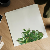 Succulent Simplicity III Neutral by Felicity Bradley. Shown as a detailed flat fine art print, highlighting archival giclee quality. Available as an archival giclee rolled canvas, fine art paper, or poster print. SKU 41650a.