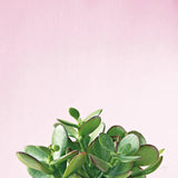 Succulent Simplicity III on Pink by Felicity Bradley. SKU 34349a. Archival Giclee Fine art print for wall decor.