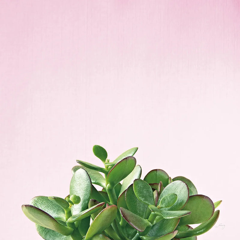 Succulent Simplicity III on Pink by Felicity Bradley. SKU 34349a. Archival Giclee Fine art print for wall decor.