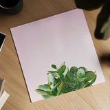 Succulent Simplicity III on Pink by Felicity Bradley. Shown as a detailed flat fine art print, highlighting archival giclee quality. Available as an archival giclee rolled canvas, fine art paper, or poster print. SKU 34349a.