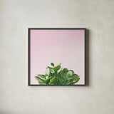 Succulent Simplicity III on Pink by Felicity Bradley. Shown in a sleek black glass frame for a contemporary gallery look. Available as an archival giclee rolled canvas, fine art paper, or poster print. SKU 34349a.