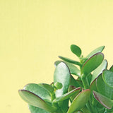 Succulent Simplicity IV by Felicity Bradley. SKU 33837a. Archival Giclee Fine art print for wall decor.