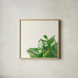 Succulent Simplicity IV Neutral by Felicity Bradley. Shown in a natural wood glass frame for a timeless modern aesthetic. Available as an archival giclee rolled canvas, fine art paper, or poster print. SKU 41651a.