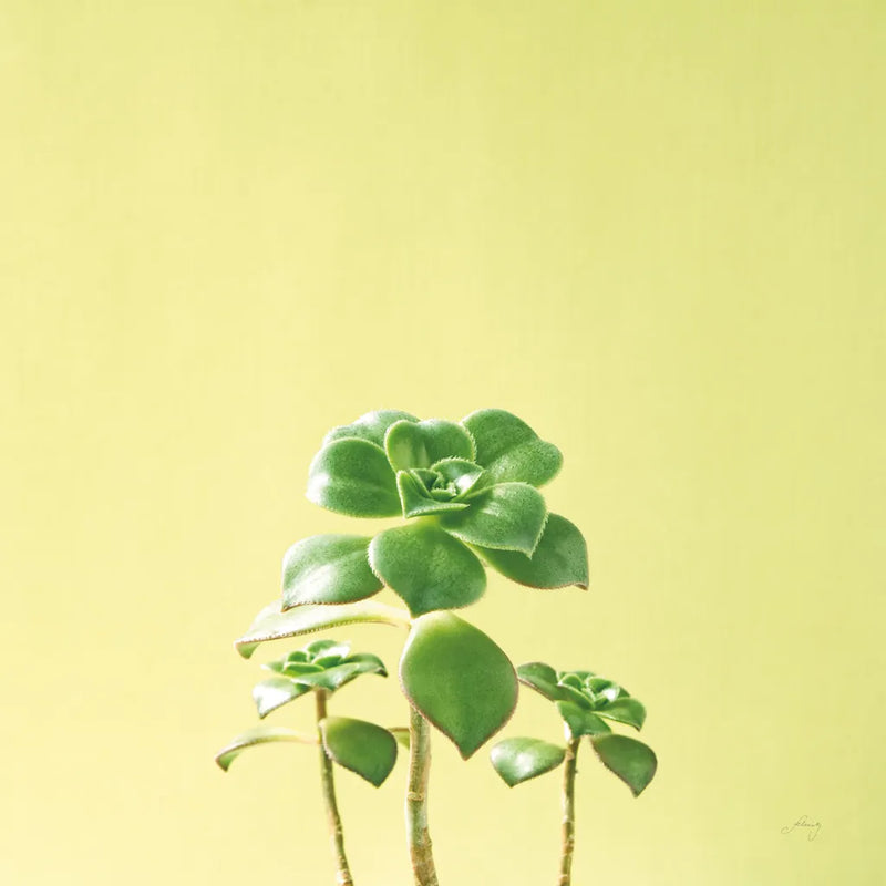 Succulent Simplicity IX by Felicity Bradley. SKU 33842a. Archival Giclee Fine art print for wall decor.