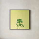 Succulent Simplicity IX by Felicity Bradley. Shown in a sleek black glass frame for a contemporary gallery look. Available as an archival giclee rolled canvas, fine art paper, or poster print. SKU 33842a.