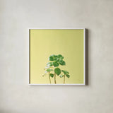 Succulent Simplicity IX by Felicity Bradley. Shown in a crisp white glass frame for a clean and minimalist style. Available as an archival giclee rolled canvas, fine art paper, or poster print. SKU 33842a.