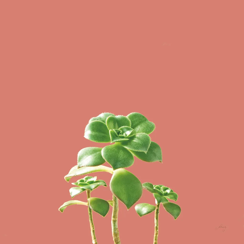 Succulent Simplicity IX Coral by Felicity Bradley. SKU 54225a. Archival Giclee Fine art print for wall decor.