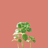 Succulent Simplicity IX Coral by Felicity Bradley. SKU 54225a. Archival Giclee Fine art print for wall decor.