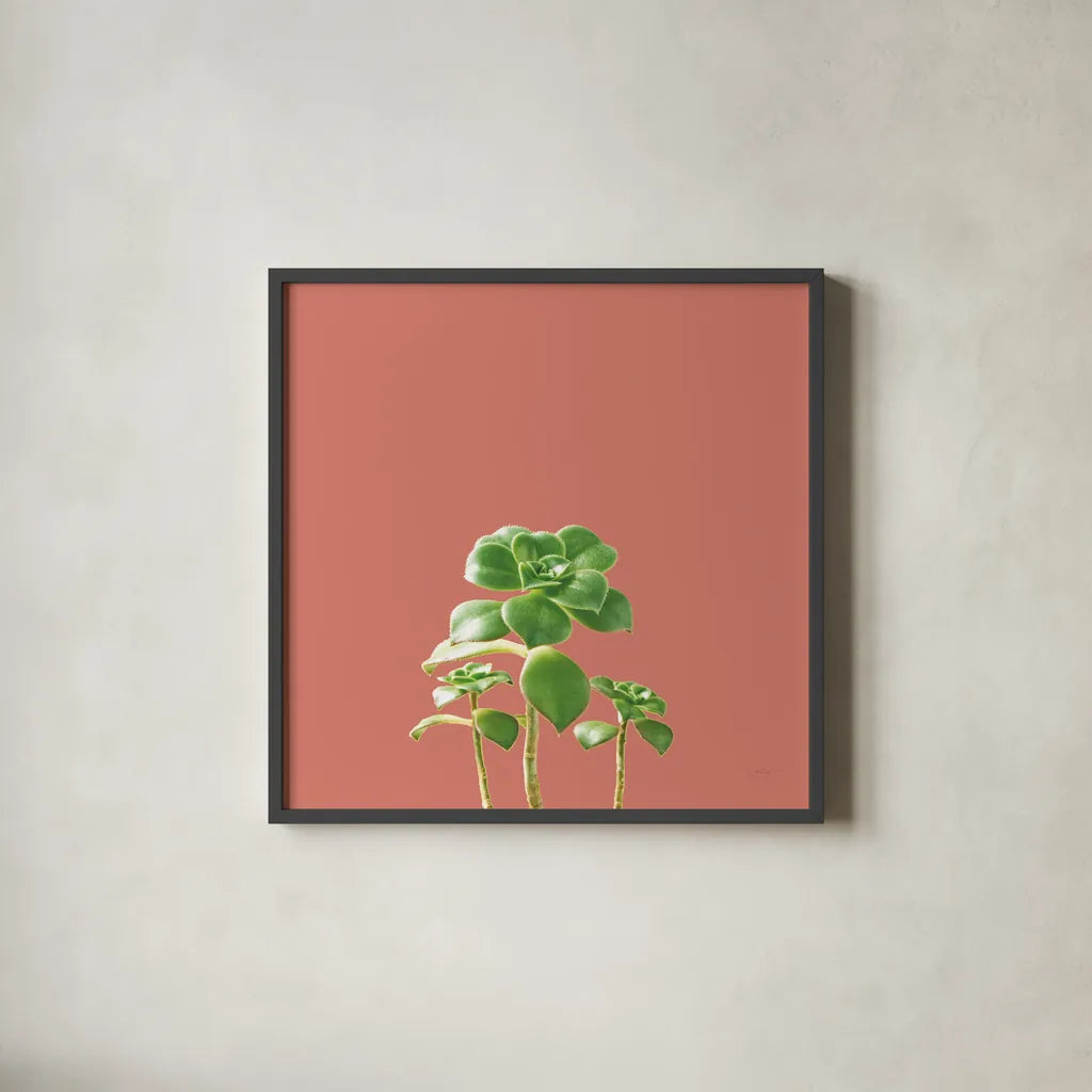 Succulent Simplicity IX Coral by Felicity Bradley. Shown in a sleek black glass frame for a contemporary gallery look. Available as an archival giclee rolled canvas, fine art paper, or poster print. SKU 54225a.
