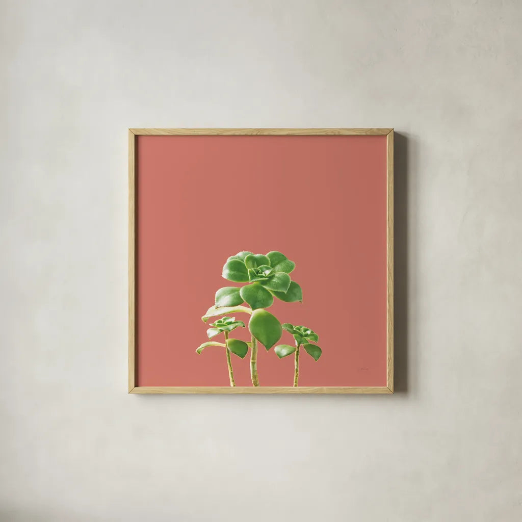 Succulent Simplicity IX Coral by Felicity Bradley. Shown in a natural wood glass frame for a timeless modern aesthetic. Available as an archival giclee rolled canvas, fine art paper, or poster print. SKU 54225a.