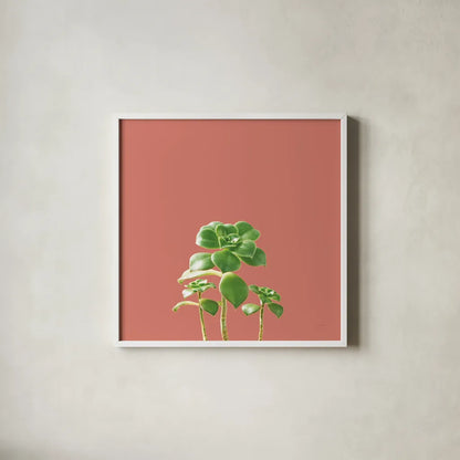 Succulent Simplicity IX Coral by Felicity Bradley. Shown in a crisp white glass frame for a clean and minimalist style. Available as an archival giclee rolled canvas, fine art paper, or poster print. SKU 54225a.