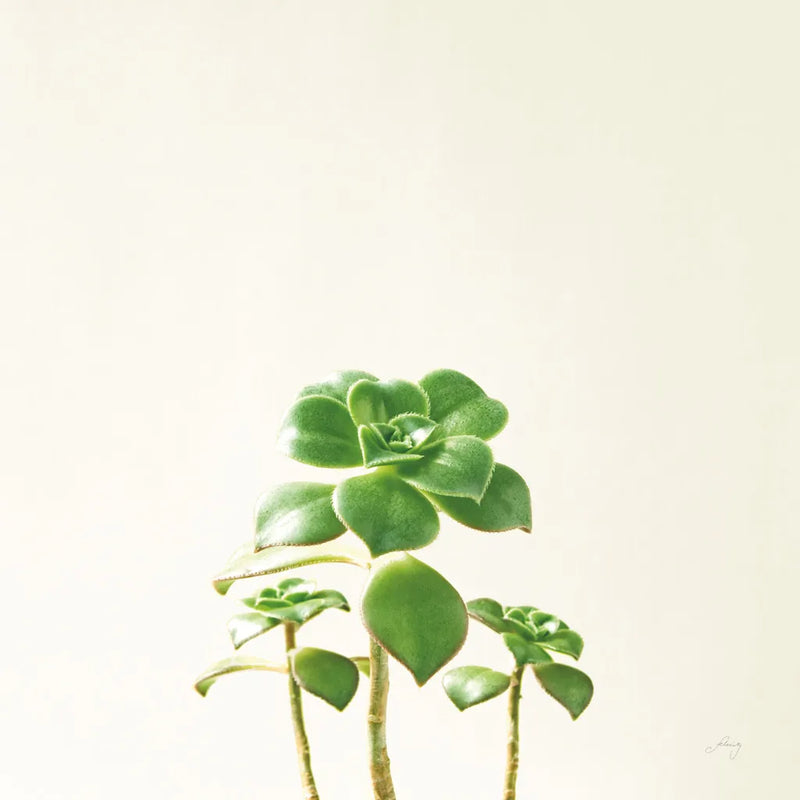 Succulent Simplicity IX Neutral by Felicity Bradley. SKU 41656a. Archival Giclee Fine art print for wall decor.