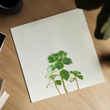 Succulent Simplicity IX Neutral by Felicity Bradley. Shown as a detailed flat fine art print, highlighting archival giclee quality. Available as an archival giclee rolled canvas, fine art paper, or poster print. SKU 41656a.