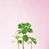 Succulent Simplicity IX on Pink by Felicity Bradley. SKU 34352a. Archival Giclee Fine art print for wall decor.