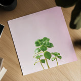 Succulent Simplicity IX on Pink by Felicity Bradley. Shown as a detailed flat fine art print, highlighting archival giclee quality. Available as an archival giclee rolled canvas, fine art paper, or poster print. SKU 34352a.