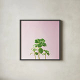 Succulent Simplicity IX on Pink by Felicity Bradley. Shown in a sleek black glass frame for a contemporary gallery look. Available as an archival giclee rolled canvas, fine art paper, or poster print. SKU 34352a.