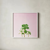 Succulent Simplicity IX on Pink by Felicity Bradley. Shown in a crisp white glass frame for a clean and minimalist style. Available as an archival giclee rolled canvas, fine art paper, or poster print. SKU 34352a.