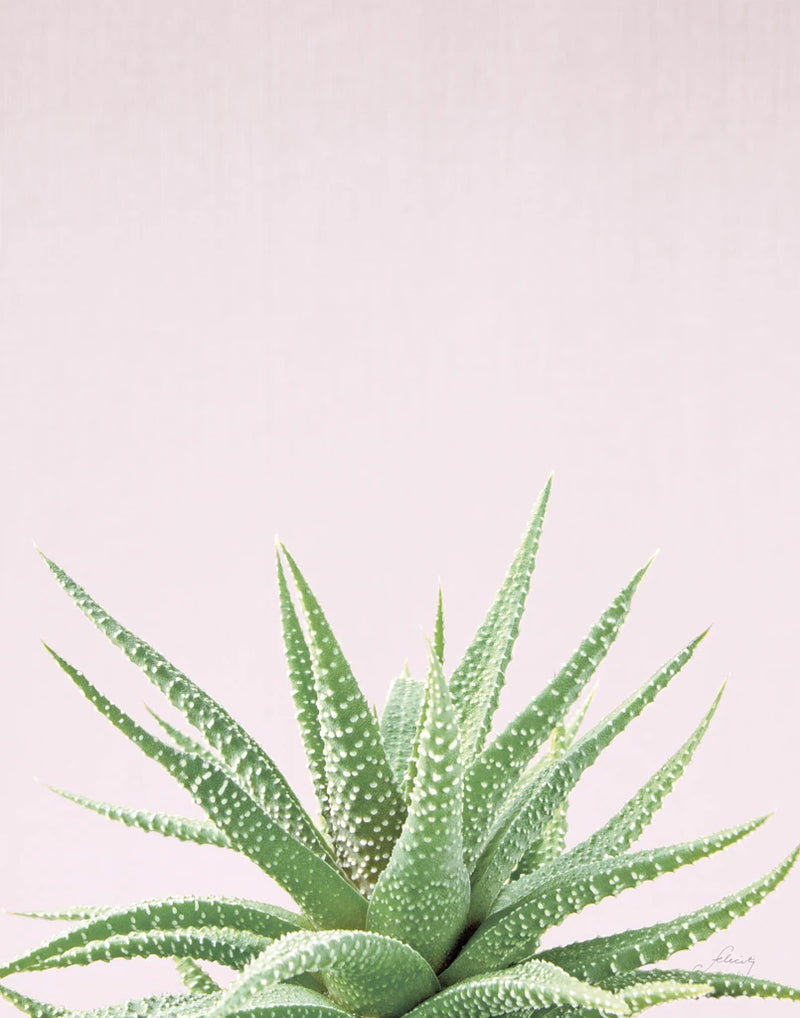 Succulent Simplicity Soft I Crop by Felicity Bradley