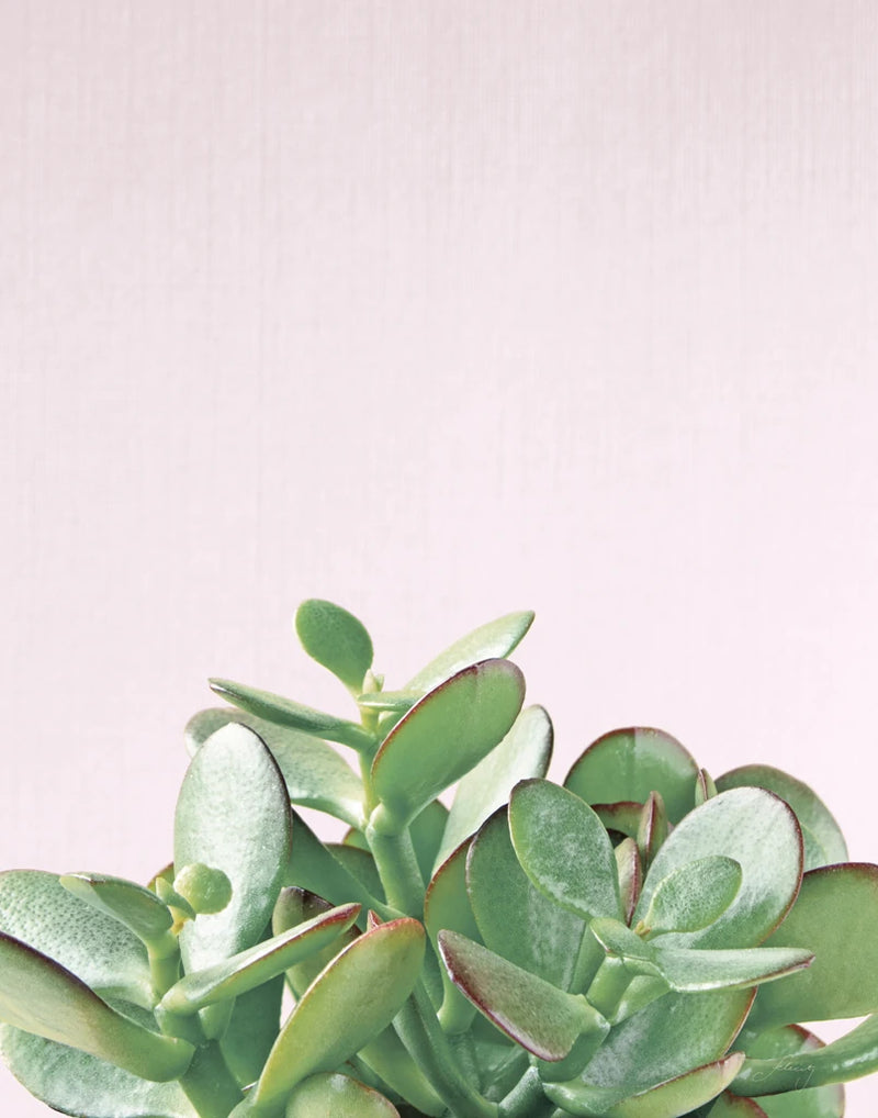 Succulent Simplicity Soft III Crop by Felicity Bradley
