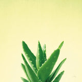 Succulent Simplicity V by Felicity Bradley. SKU 33838a. Archival Giclee Fine art print for wall decor.