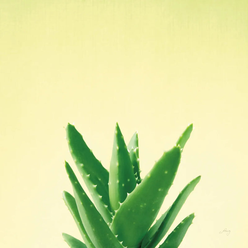 Succulent Simplicity V by Felicity Bradley. SKU 33838a. Archival Giclee Fine art print for wall decor.