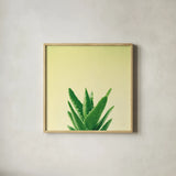 Succulent Simplicity V by Felicity Bradley. Shown in a natural wood glass frame for a timeless modern aesthetic. Available as an archival giclee rolled canvas, fine art paper, or poster print. SKU 33838a.