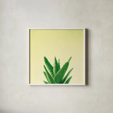 Succulent Simplicity V by Felicity Bradley. Shown in a crisp white glass frame for a clean and minimalist style. Available as an archival giclee rolled canvas, fine art paper, or poster print. SKU 33838a.
