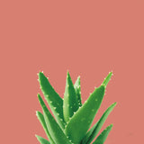 Succulent Simplicity V Coral by Felicity Bradley. SKU 54223a. Archival Giclee Fine art print for wall decor.