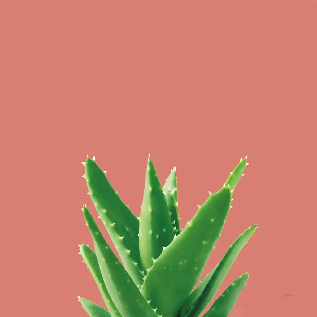 Succulent Simplicity V Coral by Felicity Bradley. SKU 54223a. Archival Giclee Fine art print for wall decor.